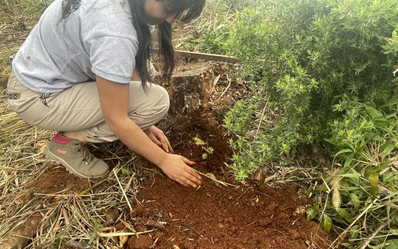Imagen de portada para Programa de restauración